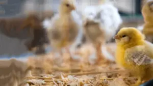 Chicks