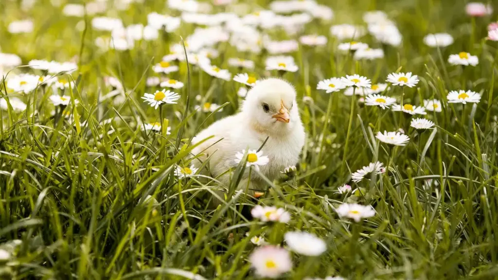 Chick Transport Boxes