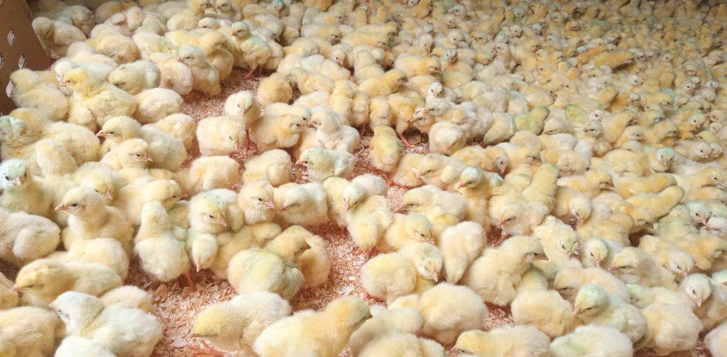 How to Start Raising Your Own Chickens
