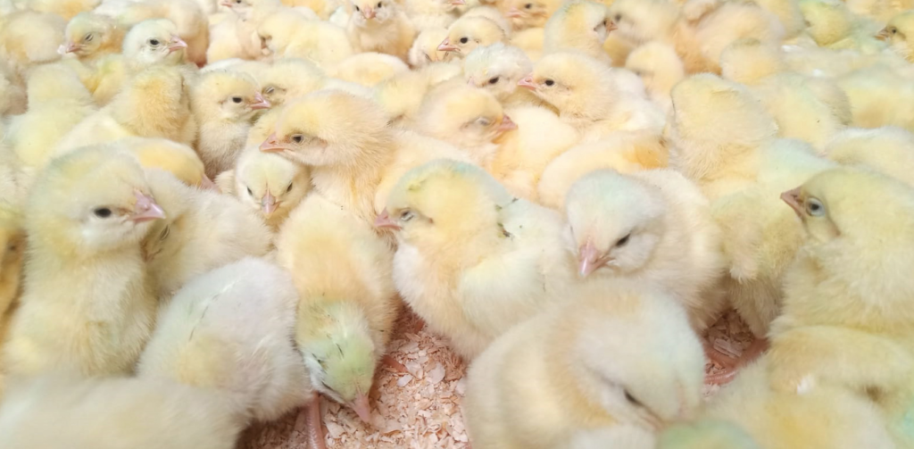 Transportation of Day-Old Chicks